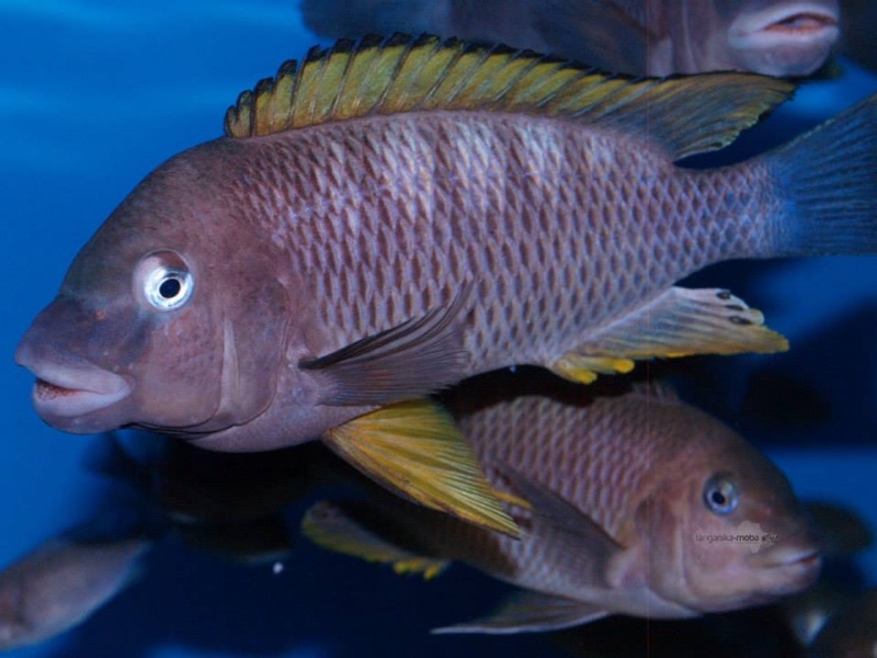Petrochromis famula 'Kigoma'